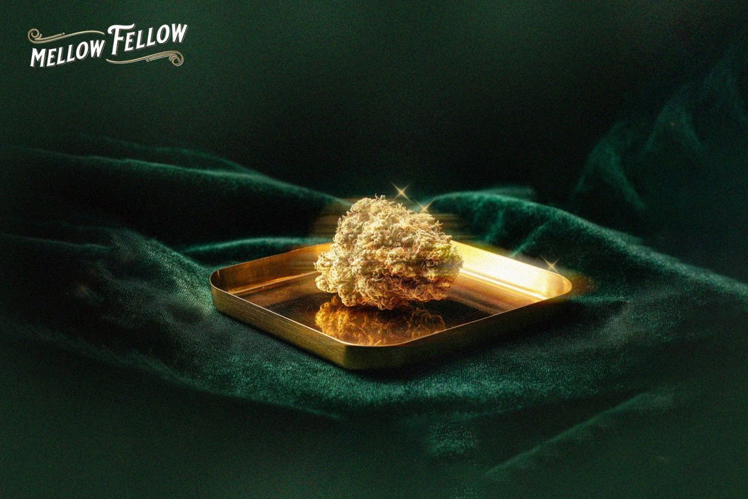 Cannabis-Derived Terpenes vs Regular: What's Actually Different? - Mellow Fellow