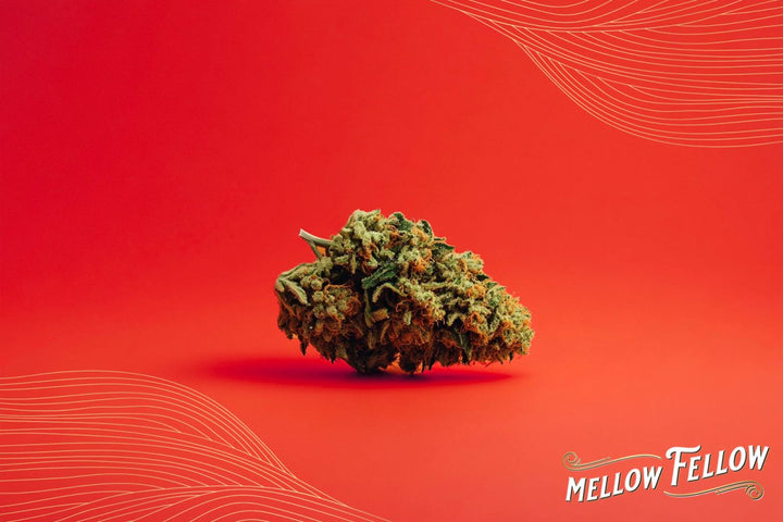 Learn About Cannabis - Mellow Fellow