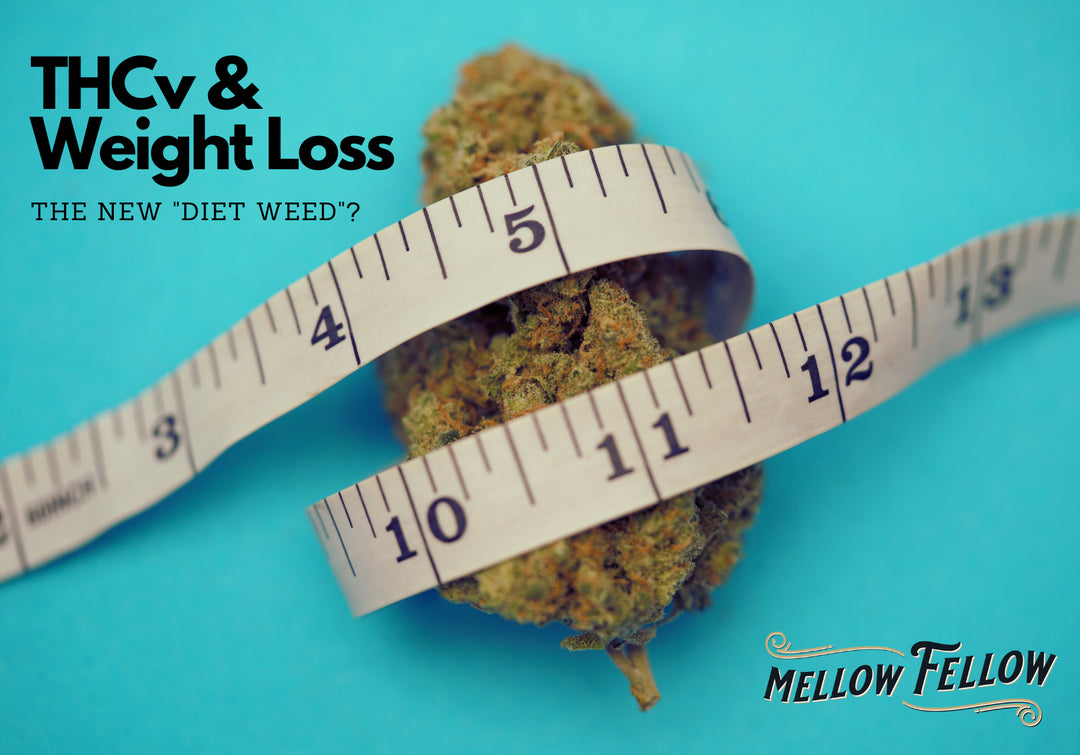 THCv & Weight Loss: New “Diet Weed”?