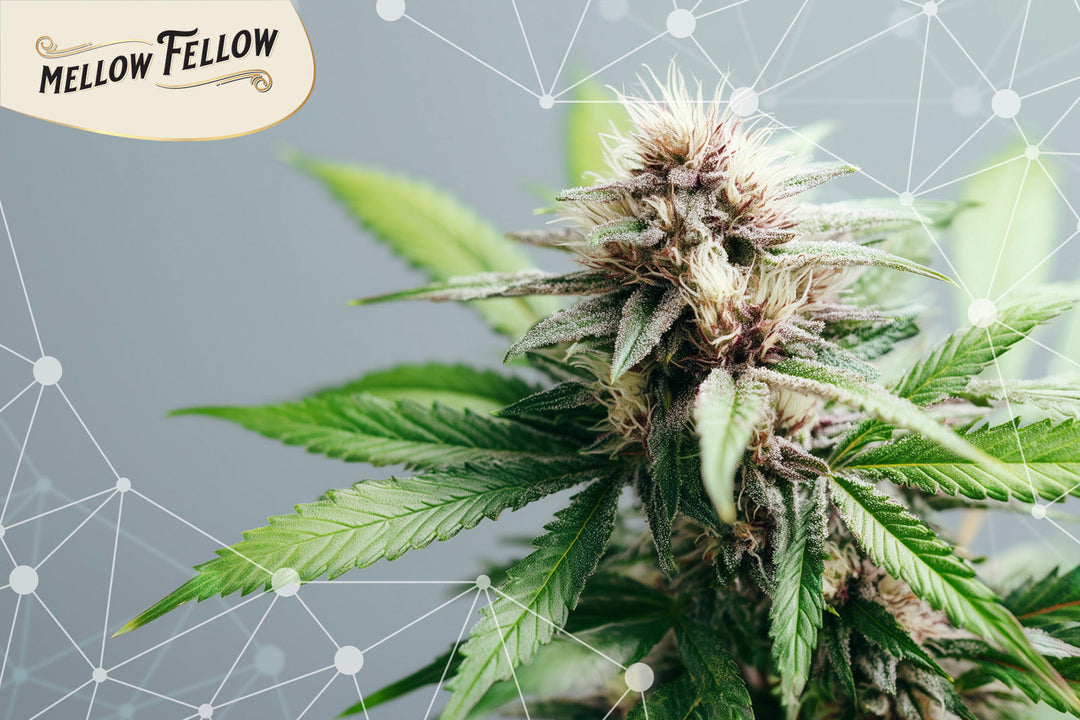 Marijuana flower. Mellow Fellow logo