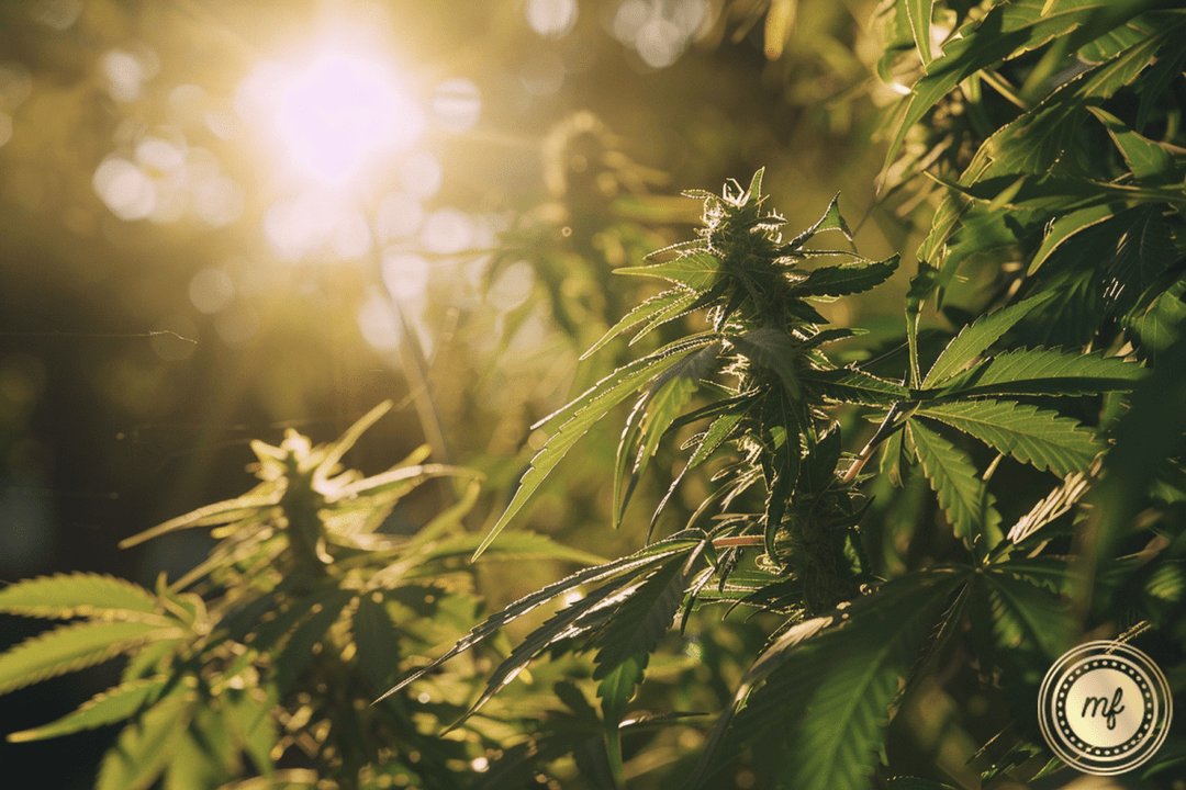 THCP vs THC: Does 33X Binding Affinity Affects Your Experience? - Mellow Fellow