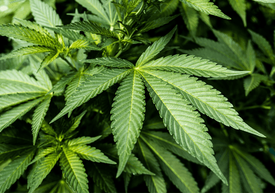 Kentucky House Unanimously Approves Delta-8 THC Regulation Bill