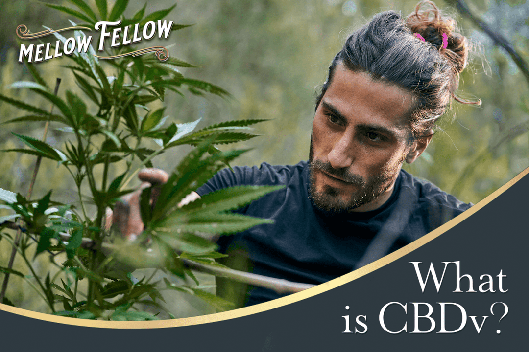 What is CBDv? - Mellow Fellow