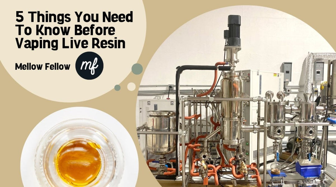 5 Things You Need to Know Before Vaping Live Resin - Mellow Fellow