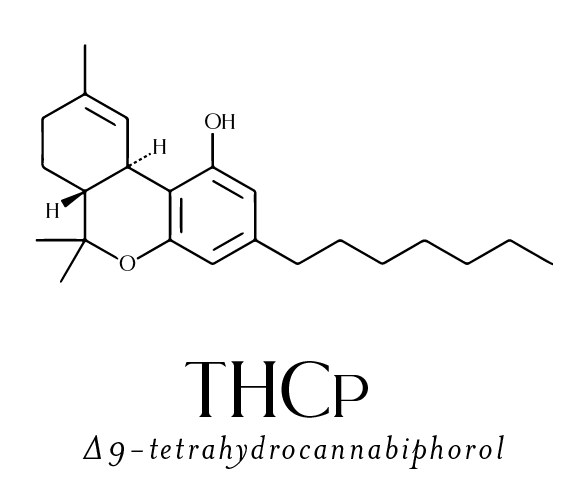 THCp - Mellow Fellow