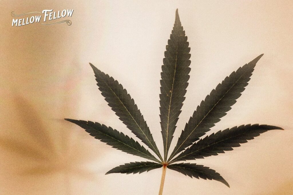 What Is HHC? What You Need to Know - Mellow Fellow