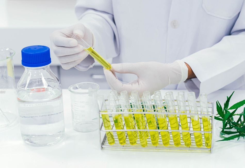 A scientist in a lab, wearing gloves, is examining HHC yellow liquid in test tubes, with cannabis leaves nearby