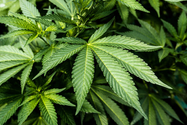 hemp derived cannabinoids delta 8 d8 
