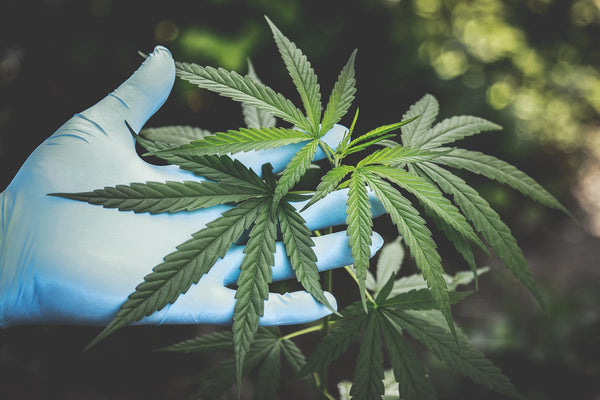 hemp 2023 farm bill 2018 farm bill