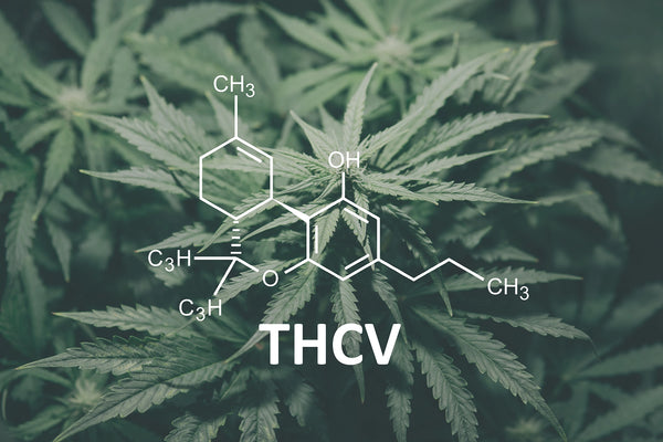 what is thcv