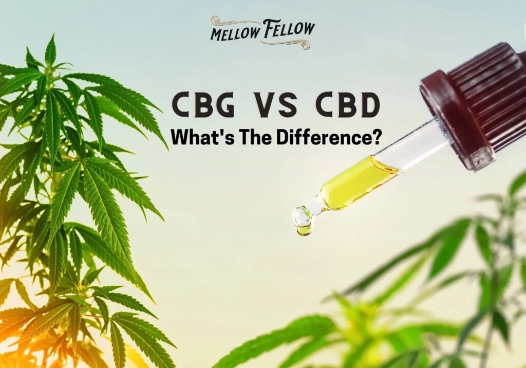 CBG vs CBD: What Are Their Differences? - Mellow Fellow