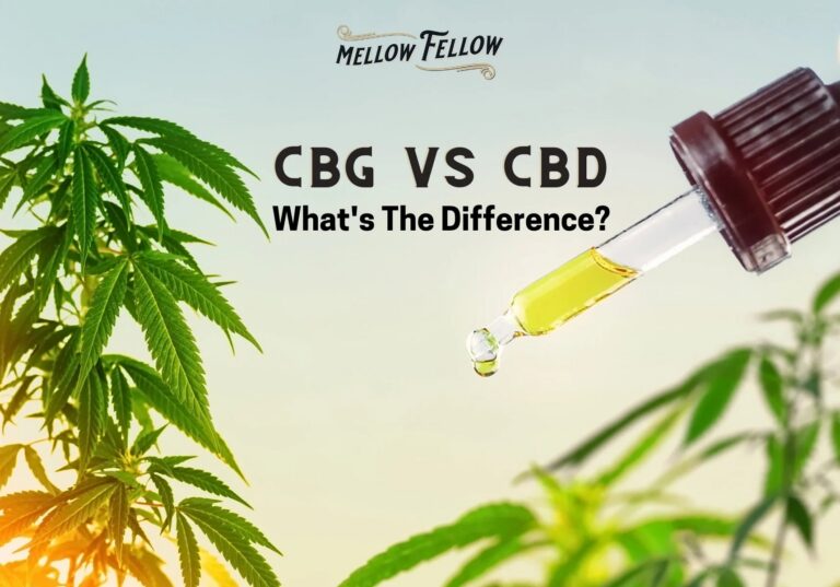 CBG vs CBD: What Are Their Differences? - Mellow Fellow