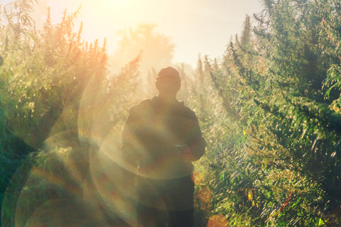 cbd regulation hemp field