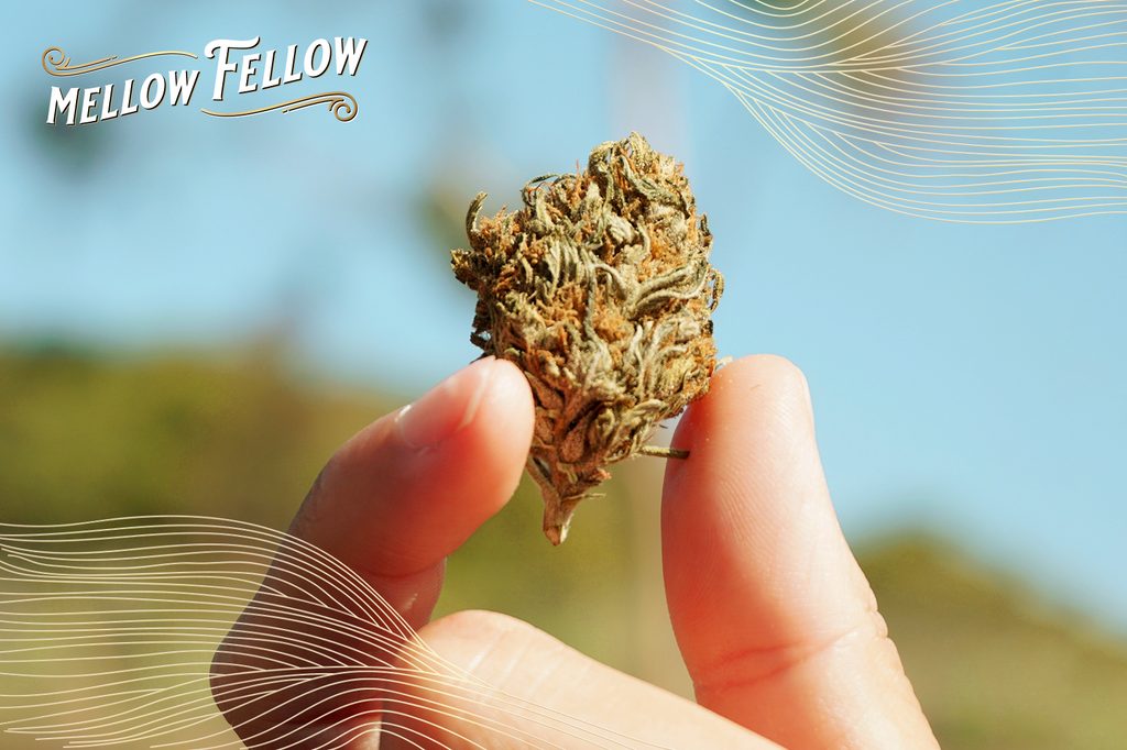 A hand holds a Cannabis Kush plant against a green background