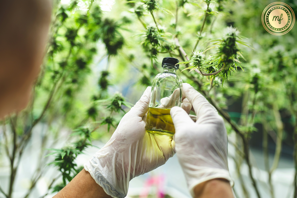 Woman in a lab holding a bottle of oil with marijuana plants behind it.