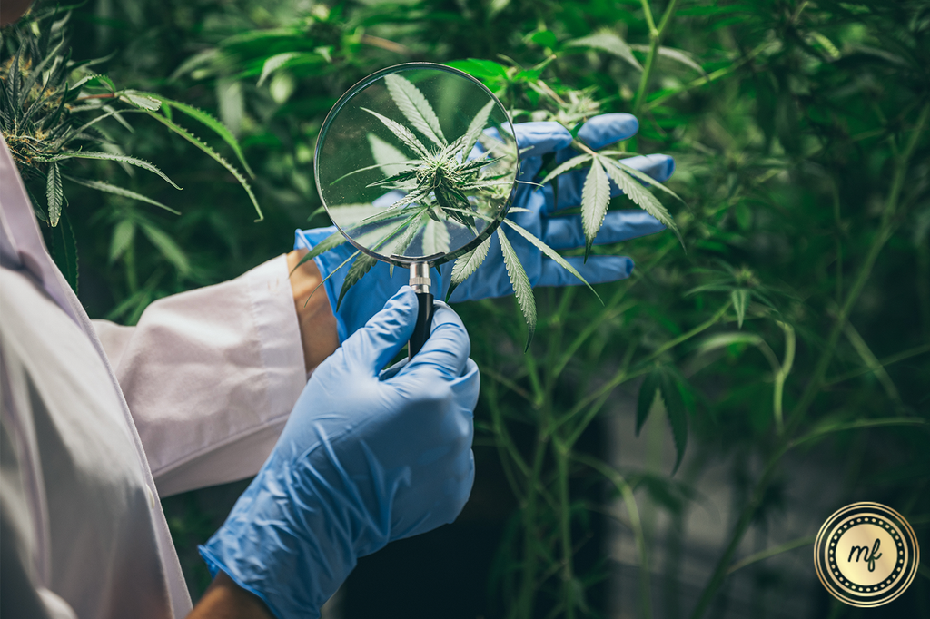 Scientists examining cannabis leaves with a loupe in hand