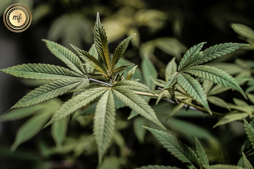 Some green hemp plants in the jungle