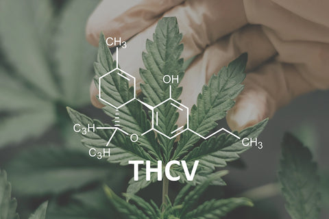what is THCv?