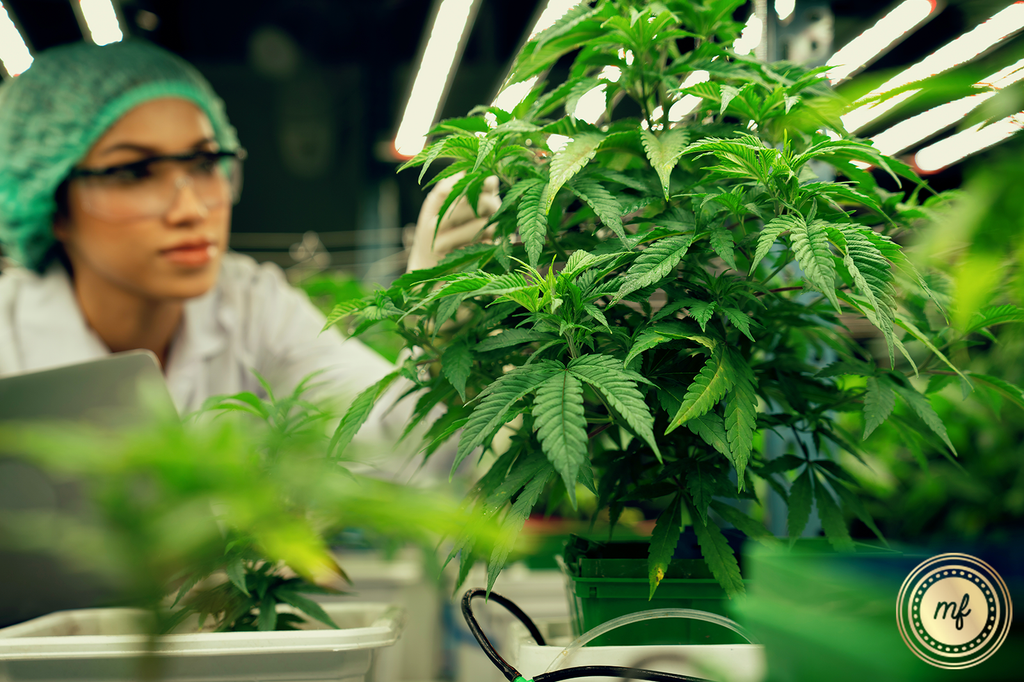 A scientist with some cannabis plants in a science research center