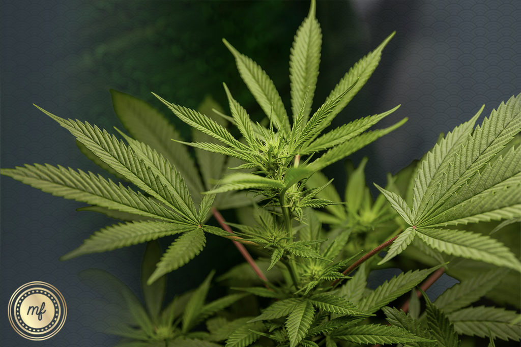 Some lush green cannabis hemp leaves in the tree