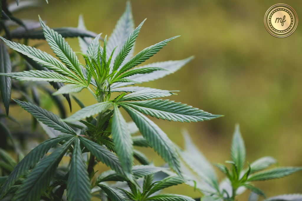 A green marijuana plant growing in a garden