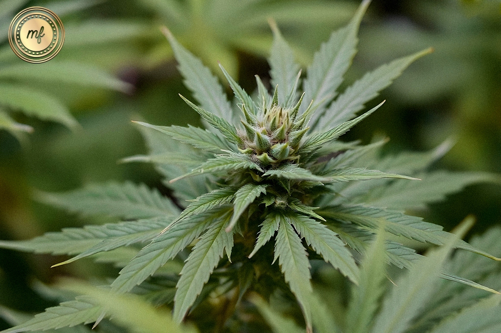 A green cannabis Marijuana plant thriving in a lush forest environment