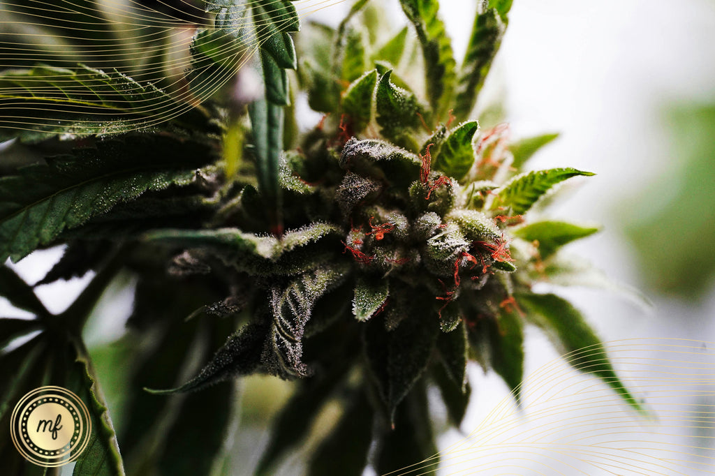 A cannabis flower blooms in a garden tree, surrounded by nature's greenery