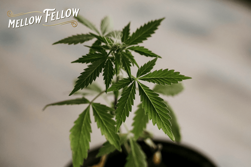 THCjd vs. THCp: Differences, Potency, Effects, Legal Status Explained - Mellow Fellow