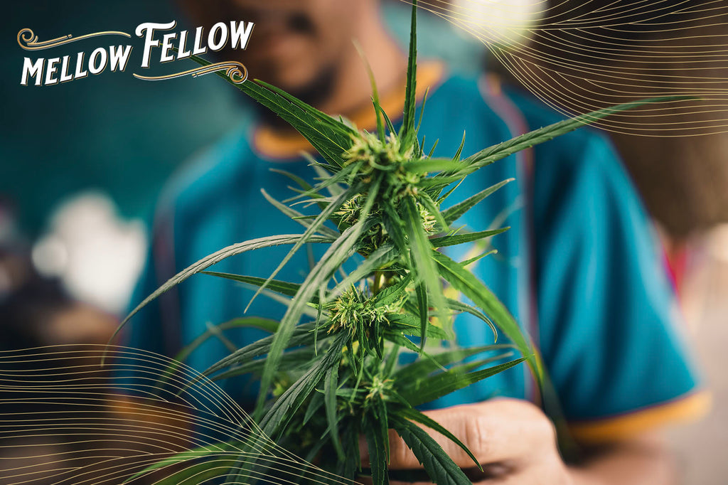 A man holds a green cannabis plant in his hand