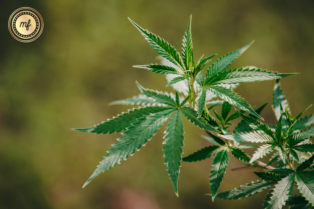 Stunning cannabis leaves flourish on a tree in a lush garden