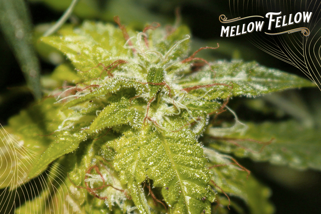 A marijuana flower with a tree and backlight falling on it.