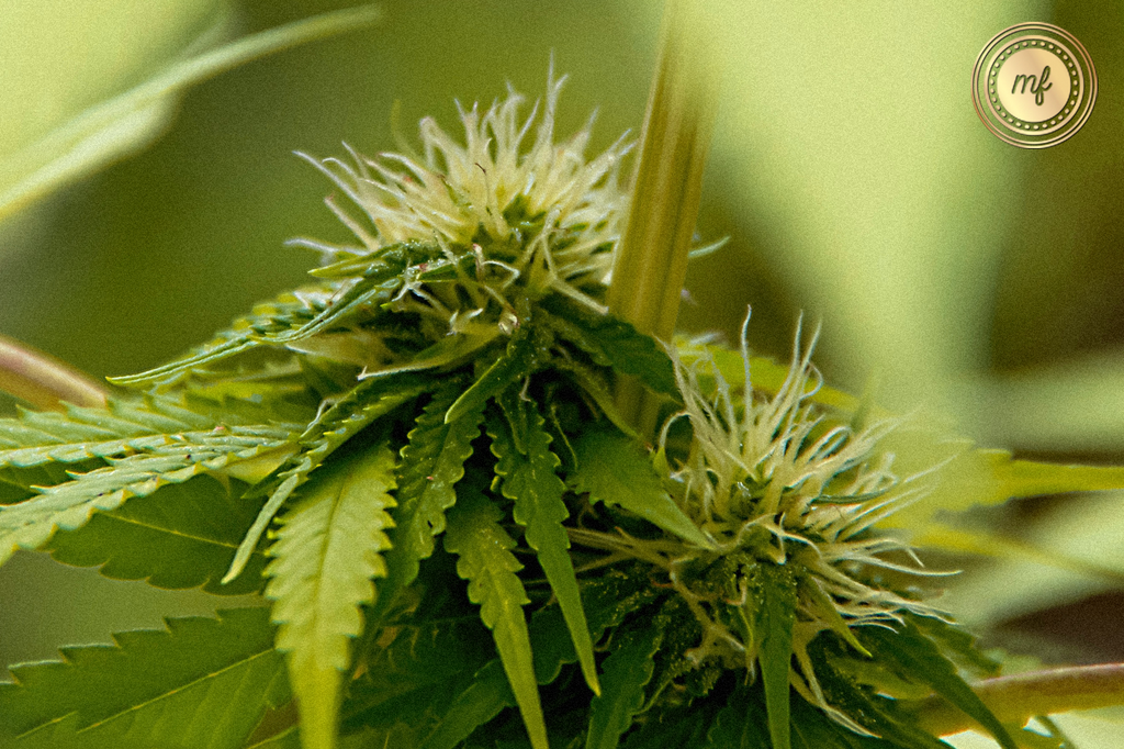 A green Cannabis Sativa plant with a growing flower