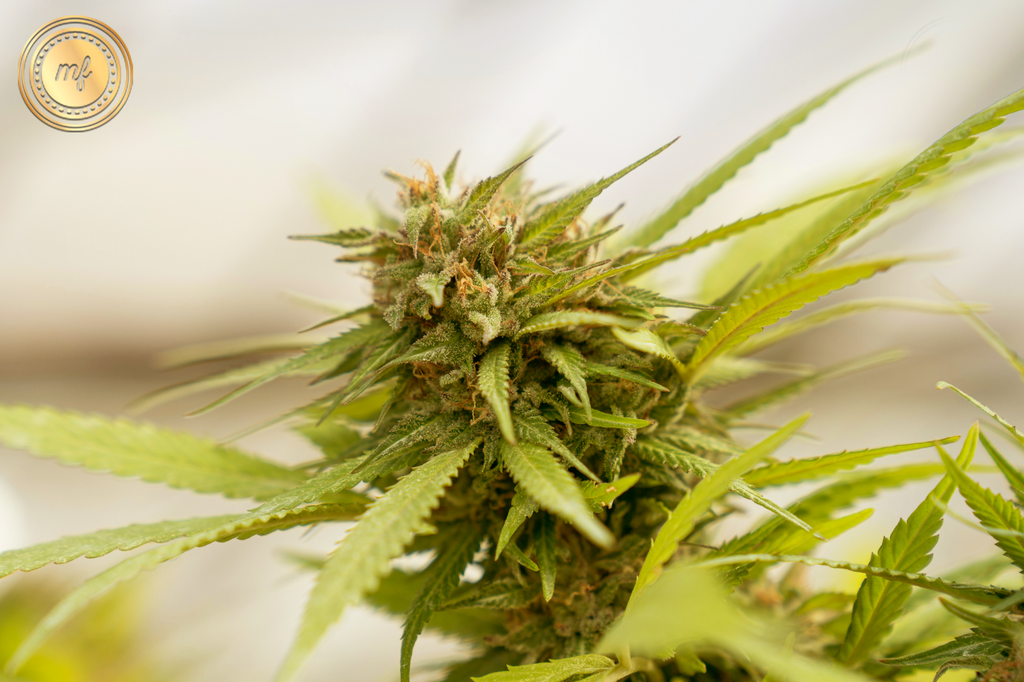 A marijuana-pollinated bud on a green cannabis tree