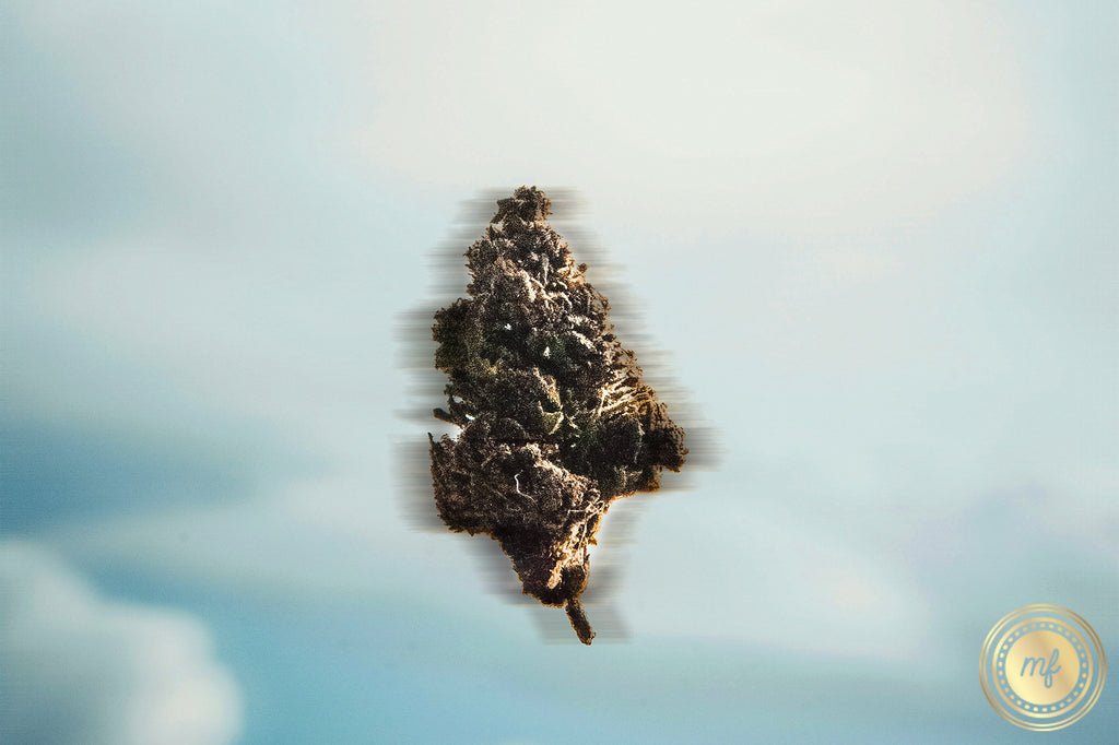 A cannabis Kush set against a whitish, blurred background