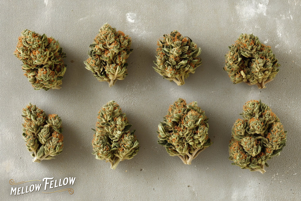 Eight Cannabis Kush placed on a white paper