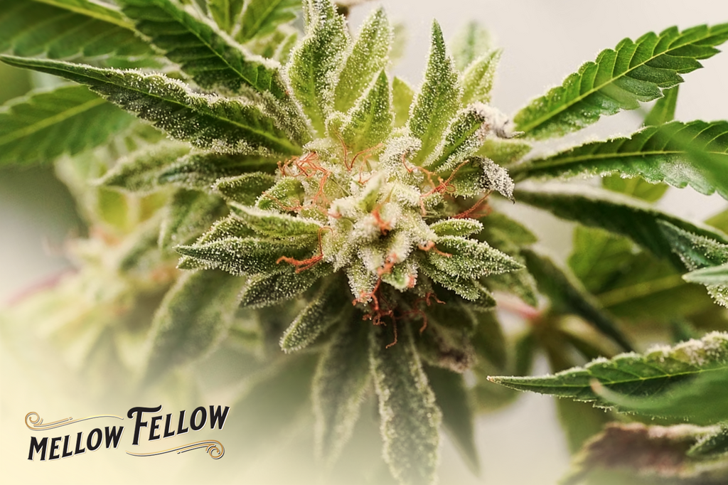 Beautiful green marijuana seed in the tree