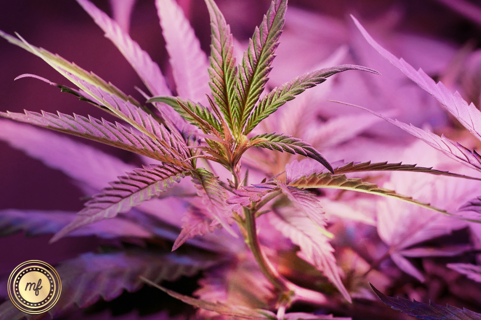 Marijuana leaf