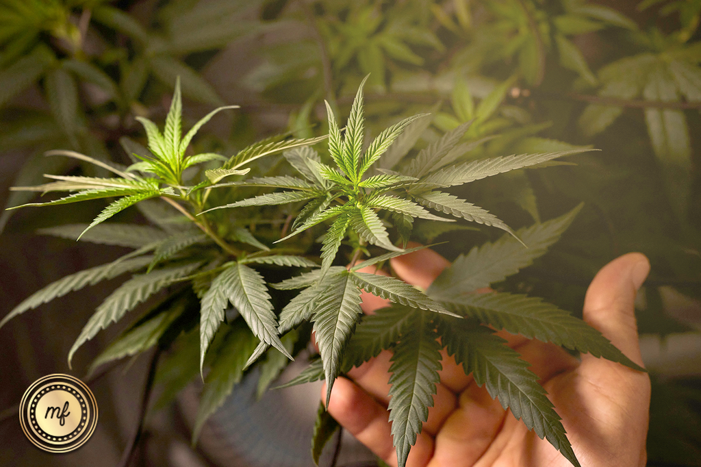 A hand gently holds vibrant green cannabis leaves, illuminated under soft light
