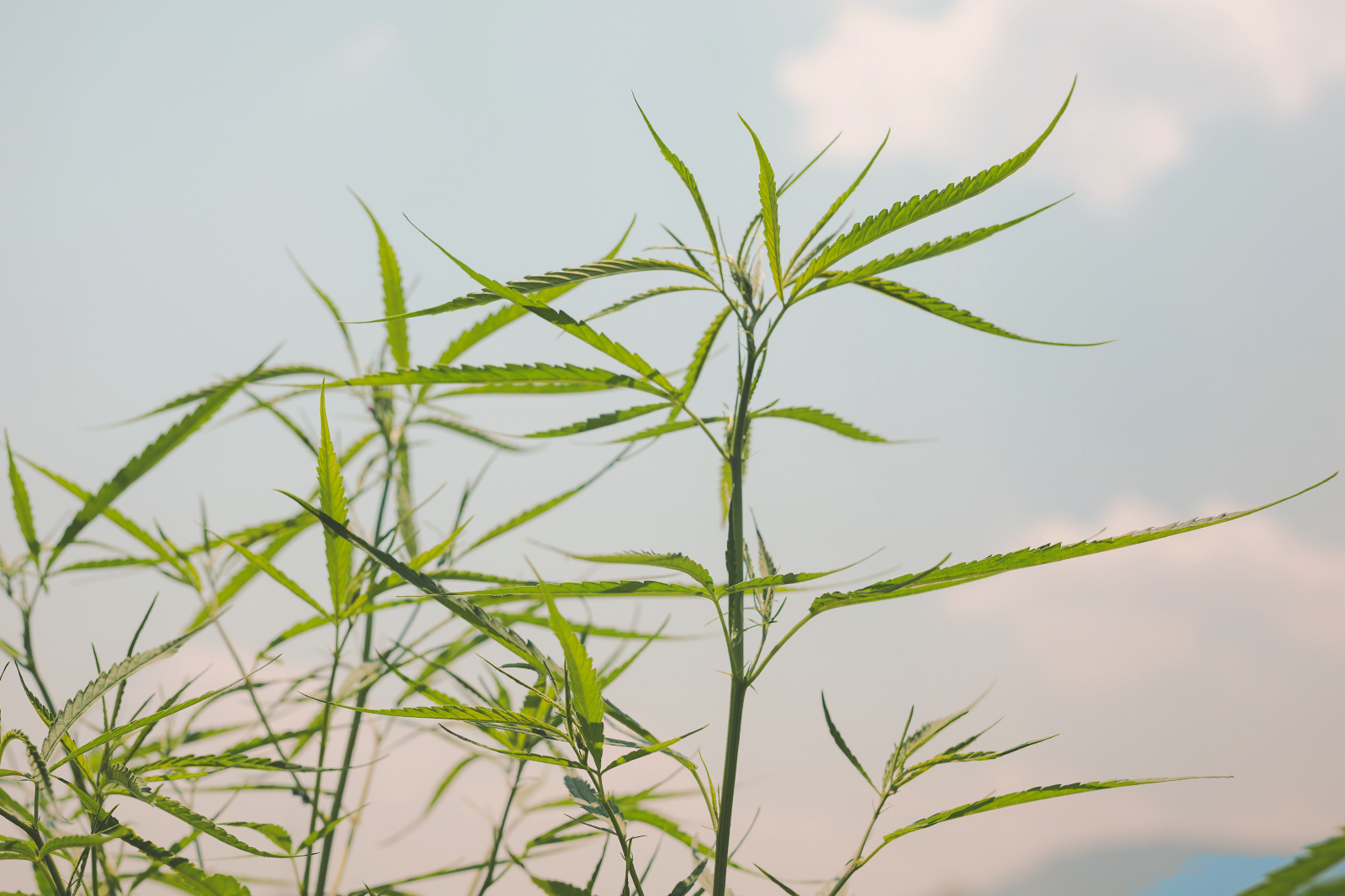 Marijuana plant