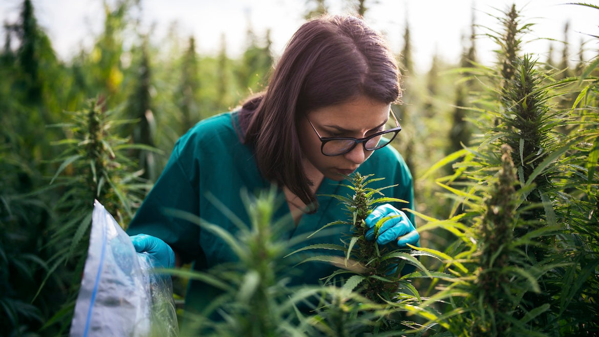 A person wearing glasses and gloves is examining a cannabis plant in a field. They hold a plastic bag and are dressed in a green shirt, surrounded by tall cannabis plants under a cloudy sky.