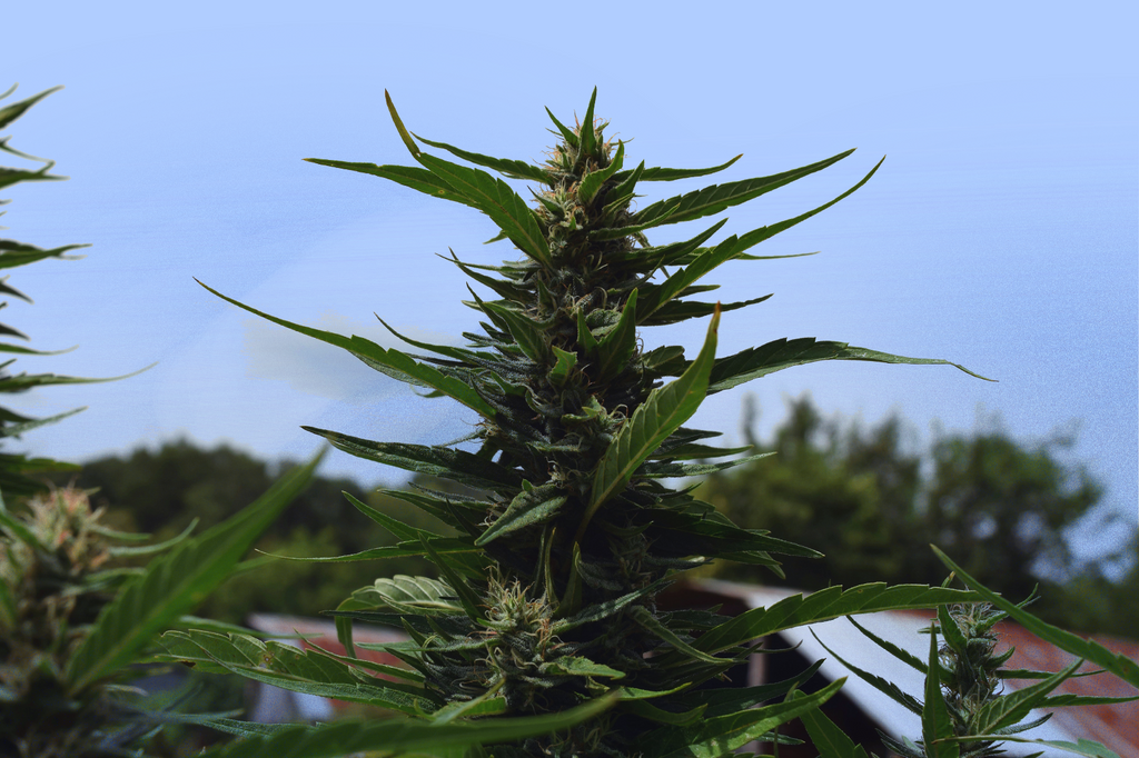 A cannabis plant with lush green leaves and buds against some trees and a hint of a roof in the background