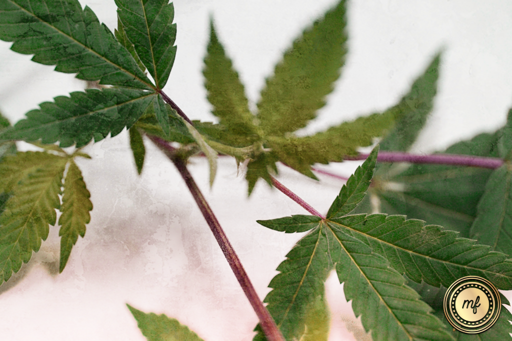 Green cannabis leaves with serrated edges and prominent veins, set against white background