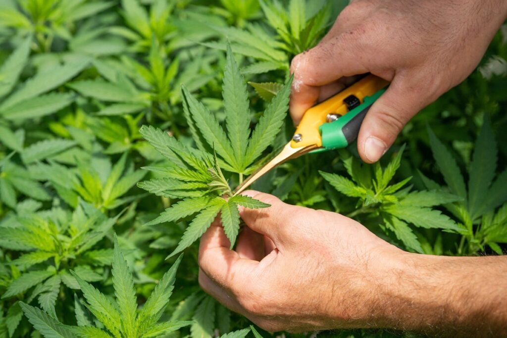 HHC vs THC: Effects and Potency Compared - Mellow Fellow