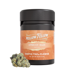 Exotic THCa Flower - 1oz Jars - Apricot Haze (Sativa) - Mellow Fellow