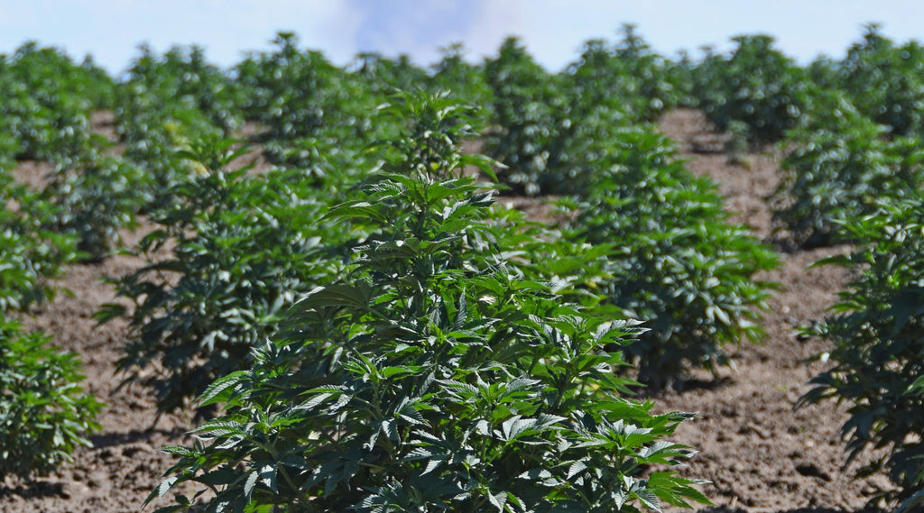 the endocannabinoid system