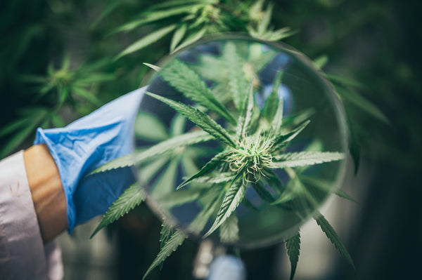 Cannabinoids what is THCp delta 8 d8 hhc