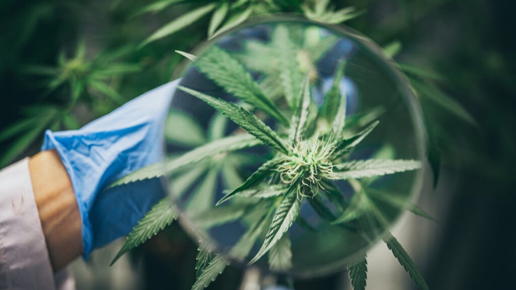 Sativa VS Indica