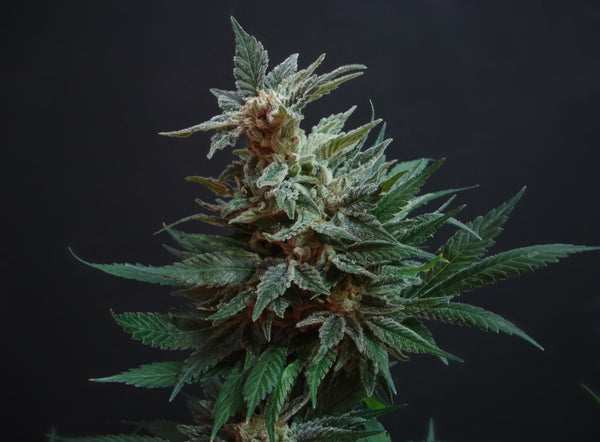 cannabis thc hemp delta 8 thc